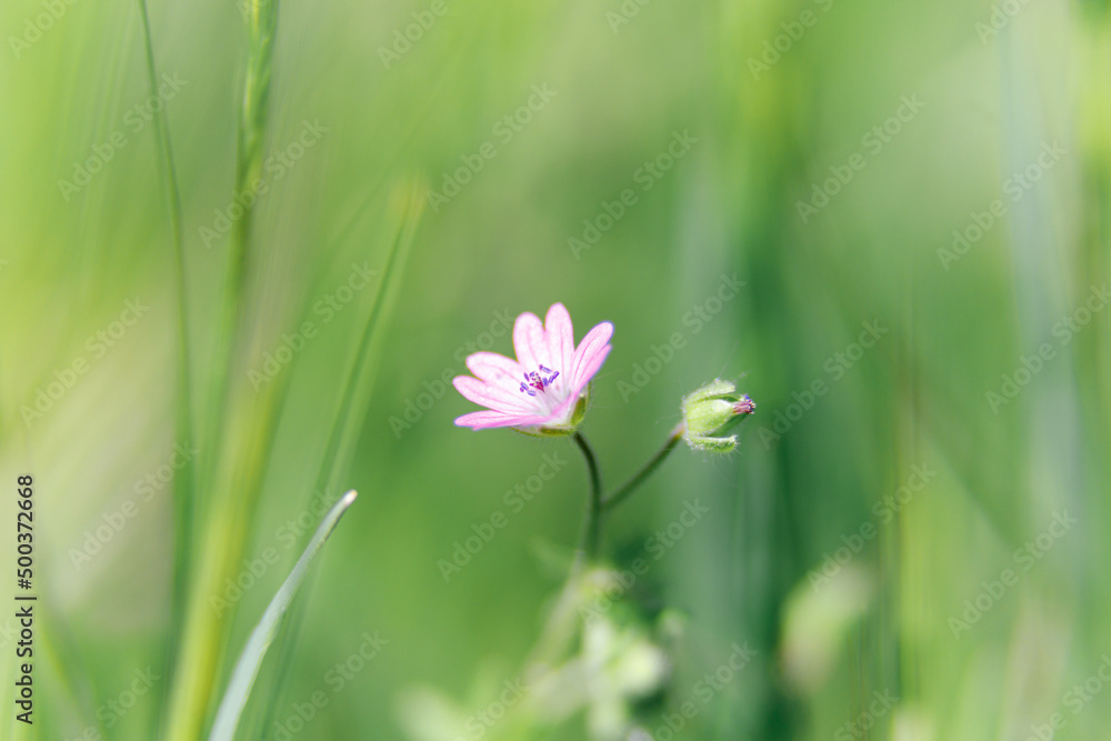 The blooming plant Geranium molle with dark-pink flowers close-up grows on a sunny, spring day in the meadow The blooming plant Geranium molle with dark-pink flowers close-up grows on a sunny, spring day in the meadow