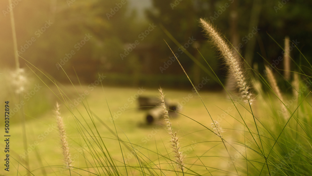 Scene of sunset or sunrise on the field with young rye or wheat in the summer with a cloudy sky background.