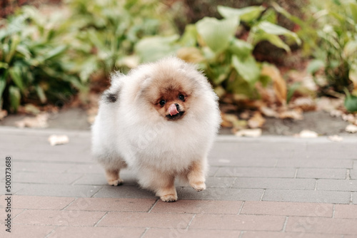 Walking with a young Pomeranian in the park. © sergo321