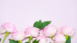 Delicate pink roses on a pink background