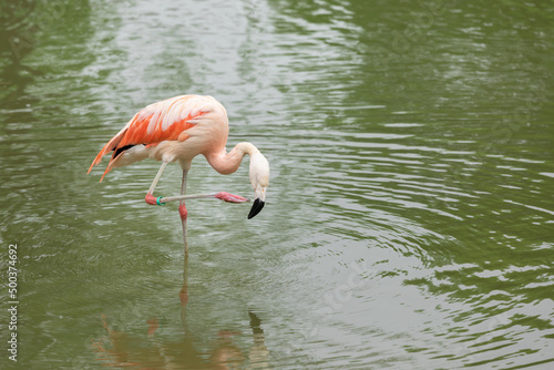 one flamingo in the water