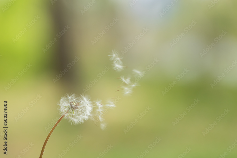 Naklejka premium Dandelion spores are blown in the wind