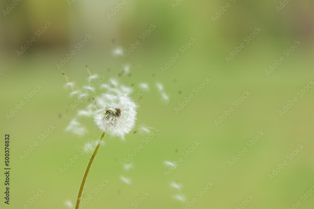 Naklejka premium Dandelion spores are blown in the wind