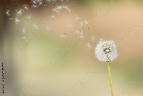 Dandelion spores are blown in the wind