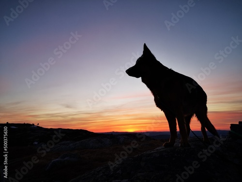 Dog at sunrise 