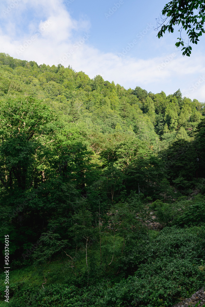 Fototapeta premium 夏の尾瀬で撮影した緑生い茂る山の縦写真