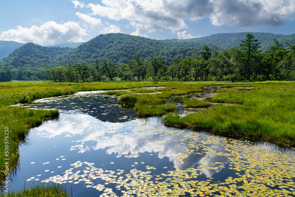 Fototapeta premium 夏の尾瀬で撮影した緑が生い茂る山と、その山と雲がが映る池（水鏡）、池に浮くヒツジグサ