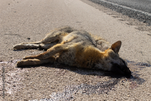 coyote muerto en carretera photo