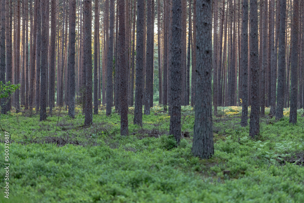 Northern Latvia pine forest in evening light