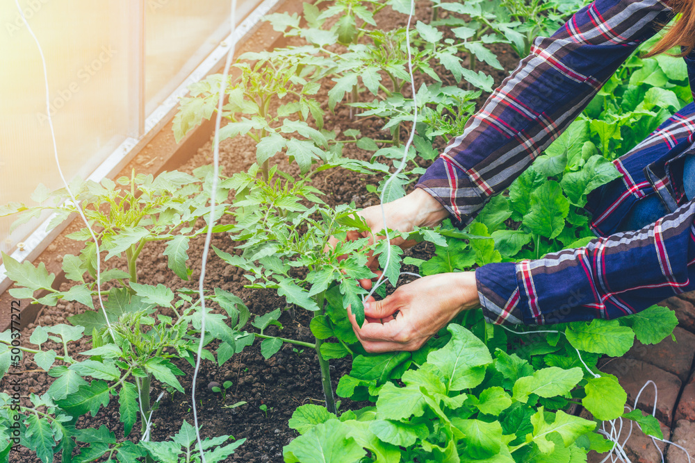 female hands tie up bushes of tomatoes in a greenhouse with a rope female hands tie up bushes of tomatoes in a greenhouse with a rope
