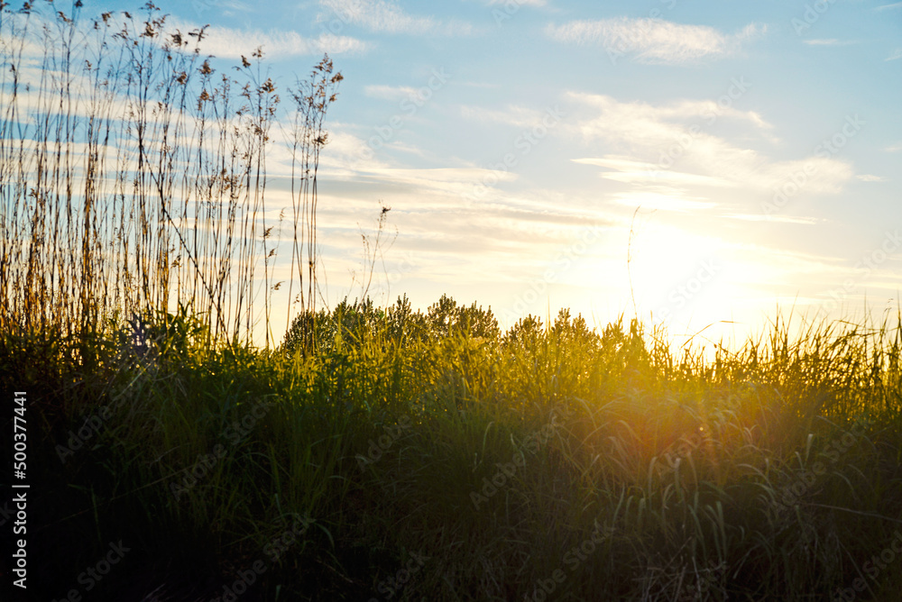Beautiful landscape, view of the village, fields and meadows. The trees, the grass, the setting sun.