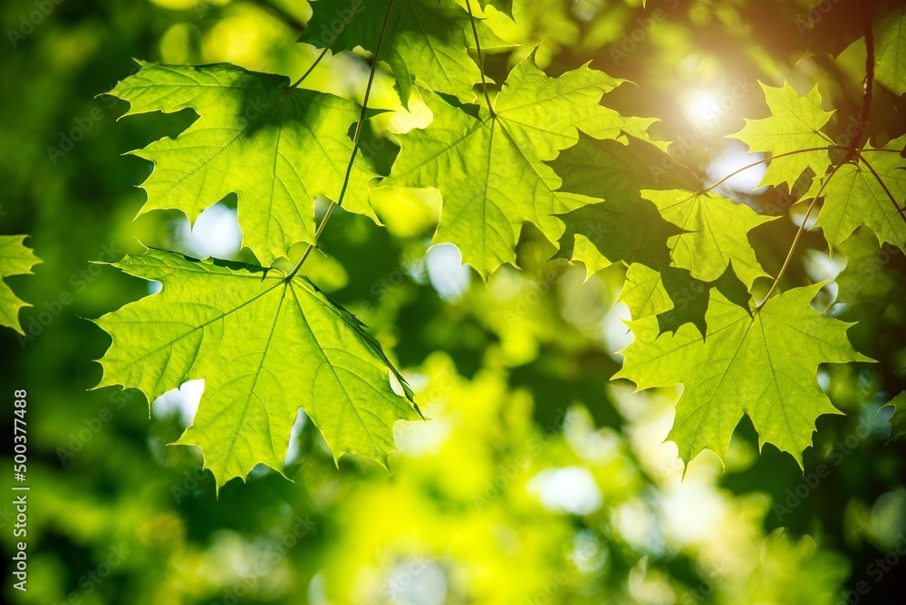 Green nature background with maple leaves
Green nature background with maple leaves