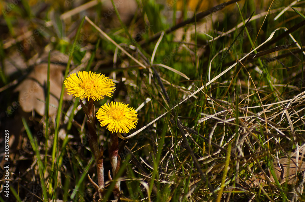 mother and stepmother flower, pictured yellow wild flowers in spring