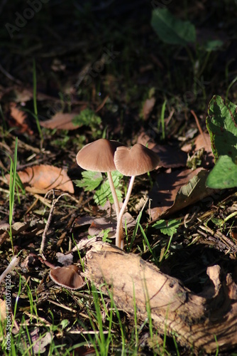 Psathyrella conopilus mushroom during autumn in the botanical garden of Capelle photo