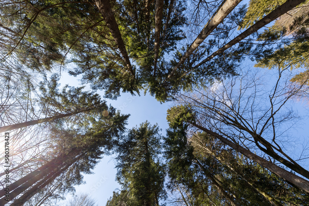 Fototapeta premium pine tree branches