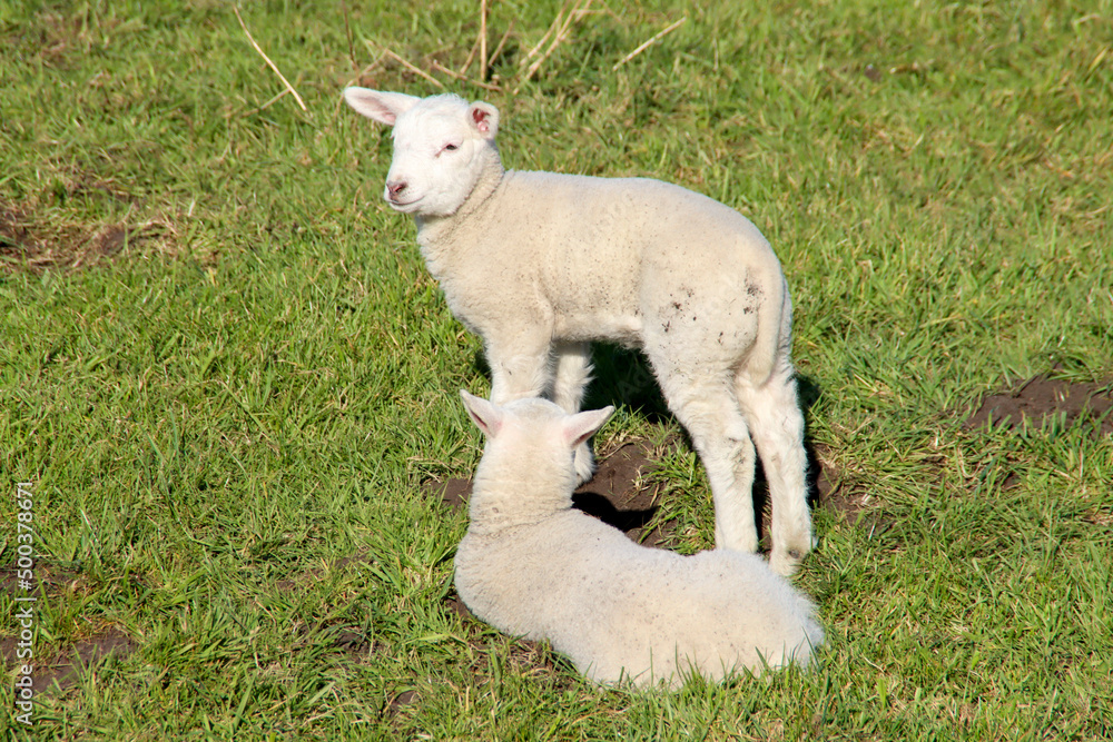 Sheep with lambs on a meadow on the Zuidplaspolder in Zevenhuizen Sheep with lambs on a meadow on the Zuidplaspolder in Zevenhuizen