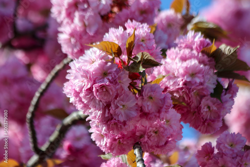 Pink blossom flowers of the Prunus on the trees during the spring season in Nieuwerkerk © André Muller