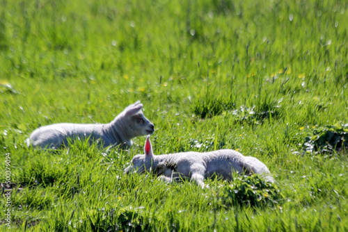 Sheep with lambs on a meadow on the Zuidplaspolder in Zevenhuizen