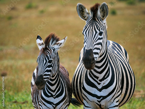 Plains zebra   or common zebra  prev. Burchell s zebra.  Equus quagga prev. Equus burchellii  mare and foal. Eastern Cape. South Africa
