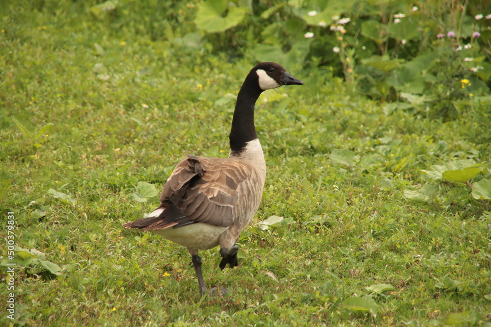 Grey and white gooses on meadows in the Netherlands Grey and white gooses on meadows in the Netherlands