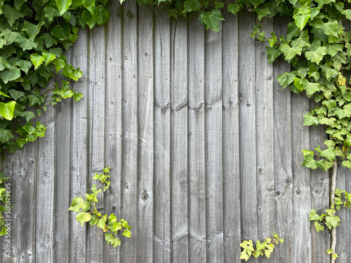 Wooden wall covered with ivy with a copy space in between