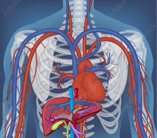 X-ray of human body with internal organs