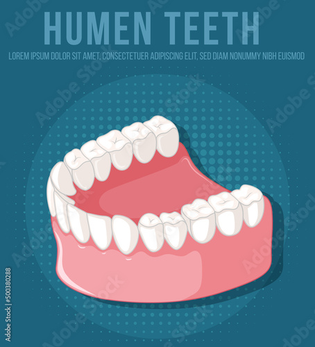 Human jaw with teeth