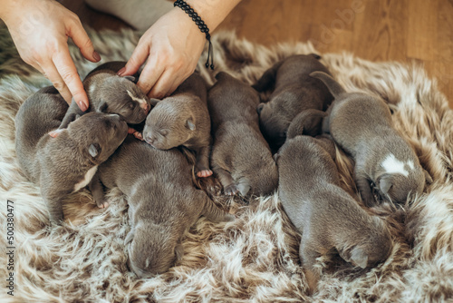 Raising American Bully Puppies. Several cute newborn blue bully puppies are sleeping on a fluffy bedspread. photo