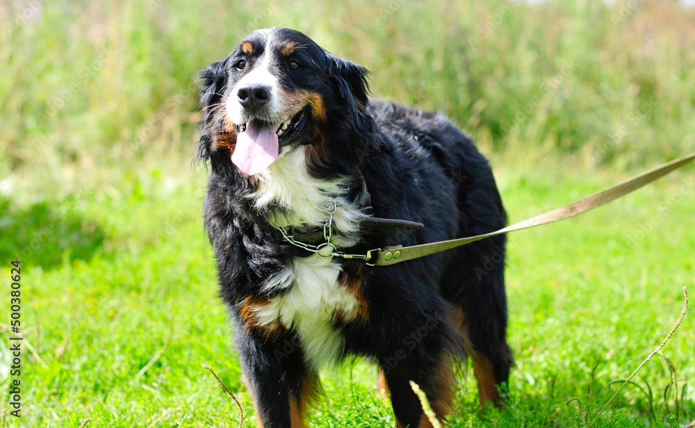 Happy bernese mountain dog walks on a leash in a green meadow. big fluffy dog on a green natural background