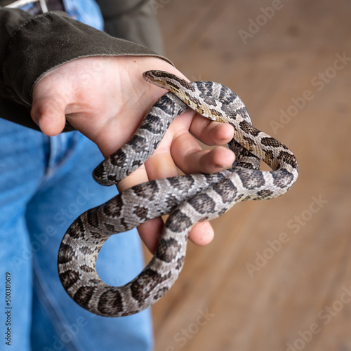 small snake held in hand. Elaphe Vutatta