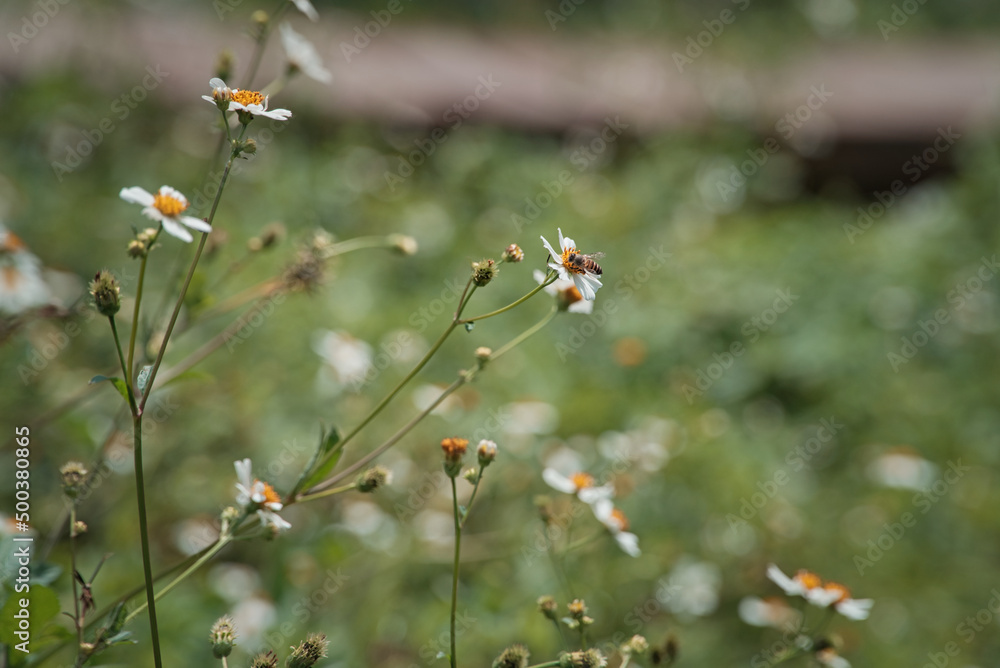 wild Beggarstick flowers and bee in the garden wild Beggarstick flowers and bee in the garden