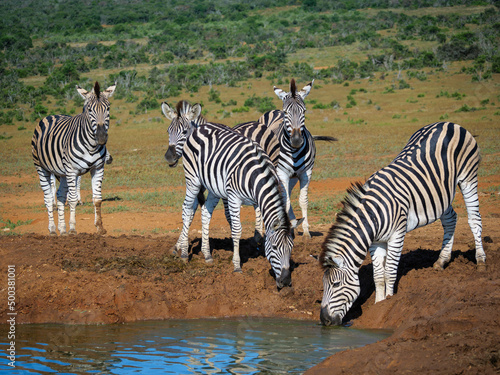 Plains zebra   or common zebra  prev. Burchell s zebra  Equus quagga prev. Equus burchellii  drinking. Eastern Cape. South Africa