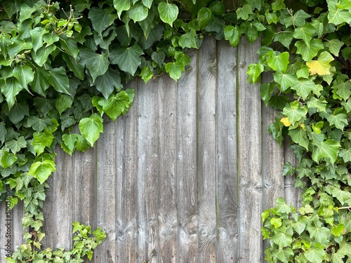 Wooden wall covered with ivy with a copy space in between © sashapritchard