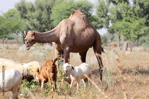 photo of a camel animal grazing with domesticated sheep and goats in the field  india