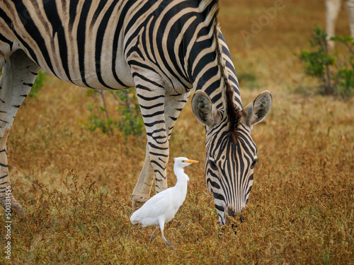 Plains zebra,  or common zebra, prev. Burchell's zebra (Equus quagga prev. Equus burchellii) and cattle egret (Bubulcus ibis). Eastern Cape. South Africa