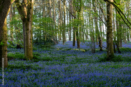 A Bluebell Wood on a Sunny Spring Day