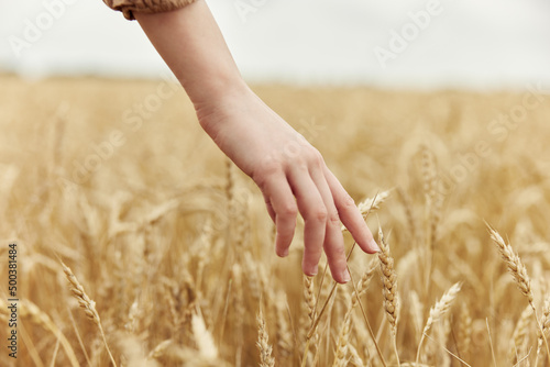 Image of spikelets in hands countryside industry cultivation sunny day