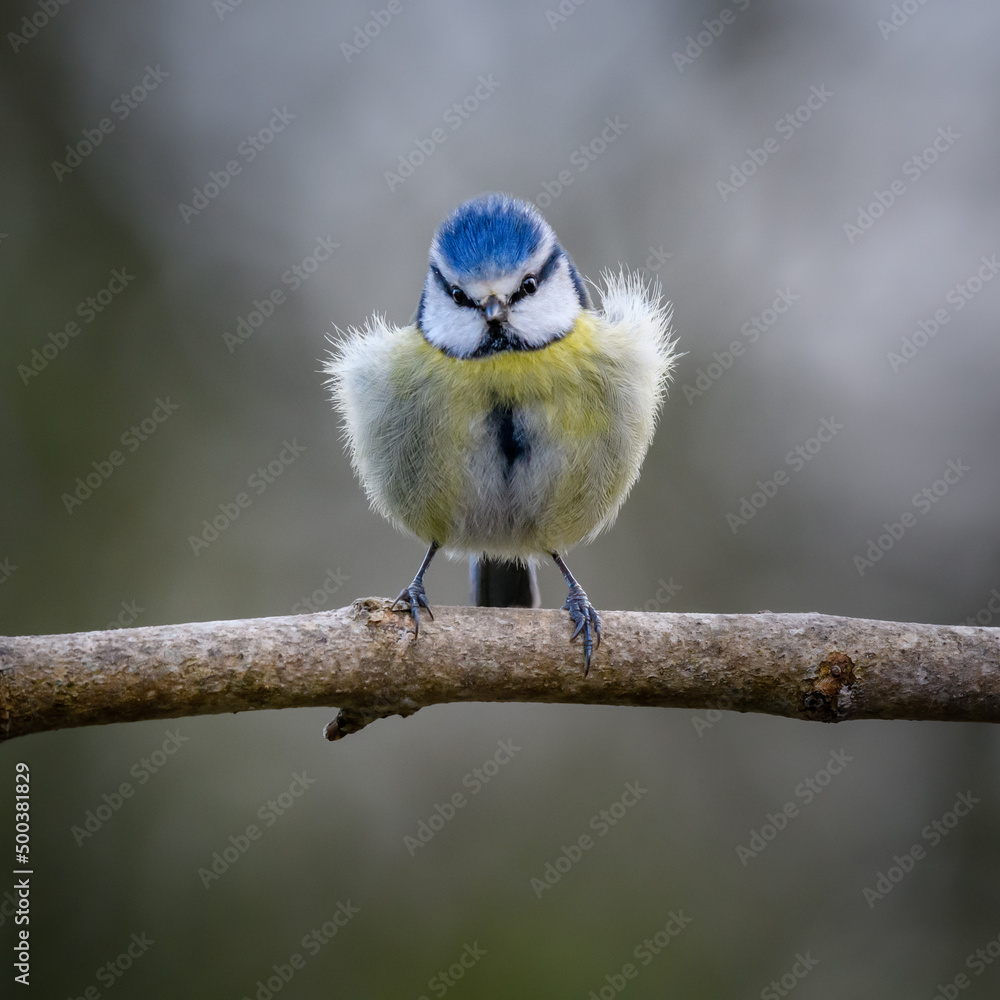 Fototapeta premium Blue Tit in sunlight perched on a branch
