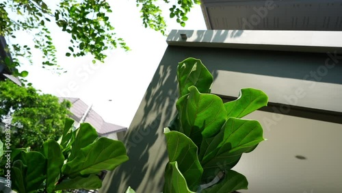 Close up Fiddle leaf fig tree under tree branch shadow in sunny day shine to house appear leaves shadow on wall behind Fiddle leaf fig tree. Tilt shot concept. photo