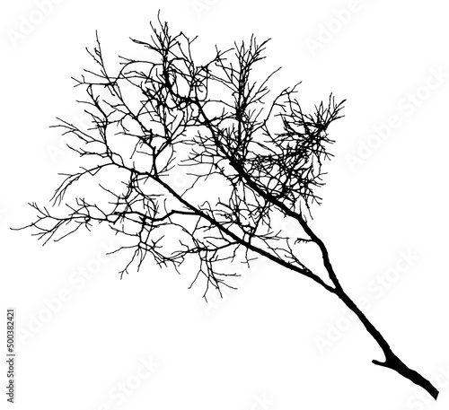 Bare branch of tree, silhouette. Vector illustration