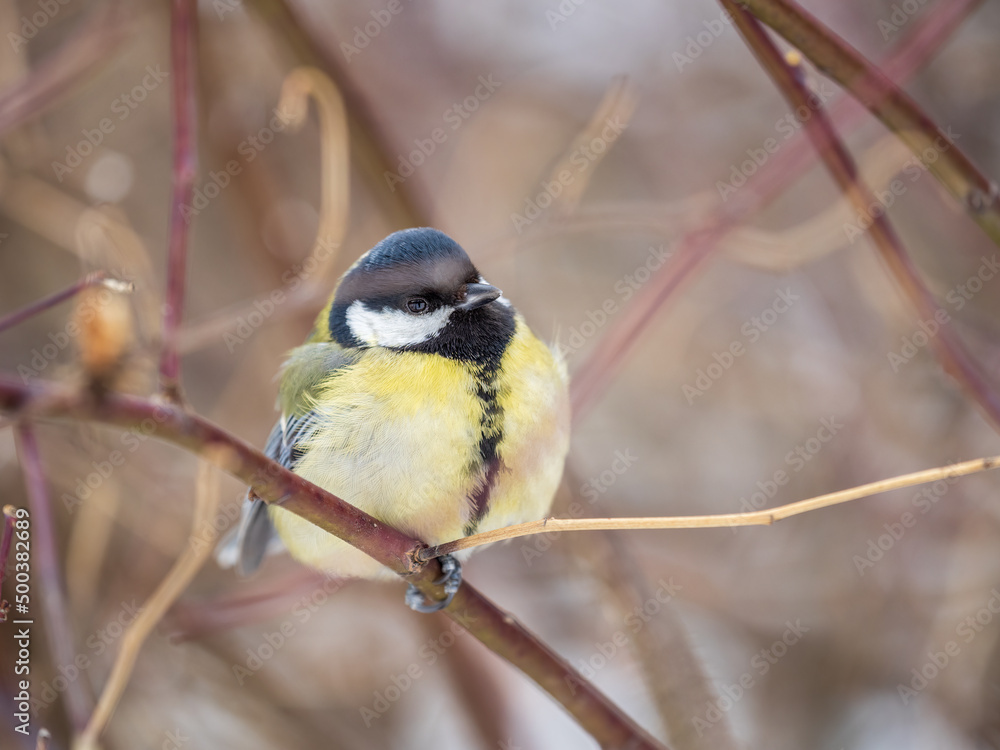 Cute bird Great tit, songbird sitting on a branch without leaves in the autumn or winter. Cute bird Great tit, songbird sitting on a branch without leaves in the autumn or winter.