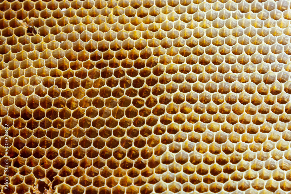 Background texture and pattern of a section of wax honeycomb from a bee hive filled with golden honey in a full frame view