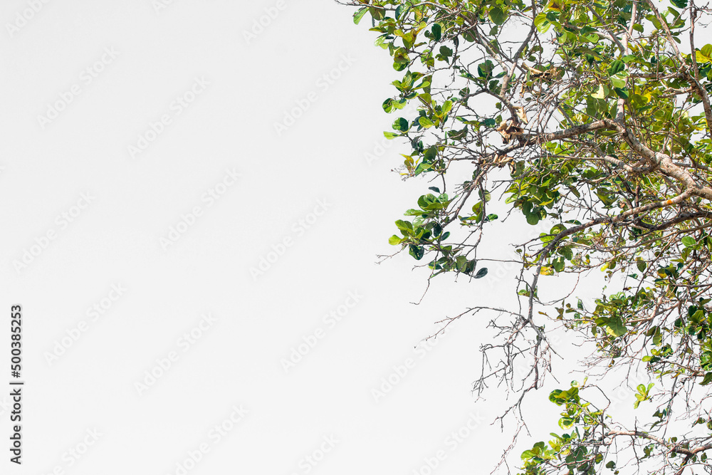 tree and blue sky background tree and blue sky background
