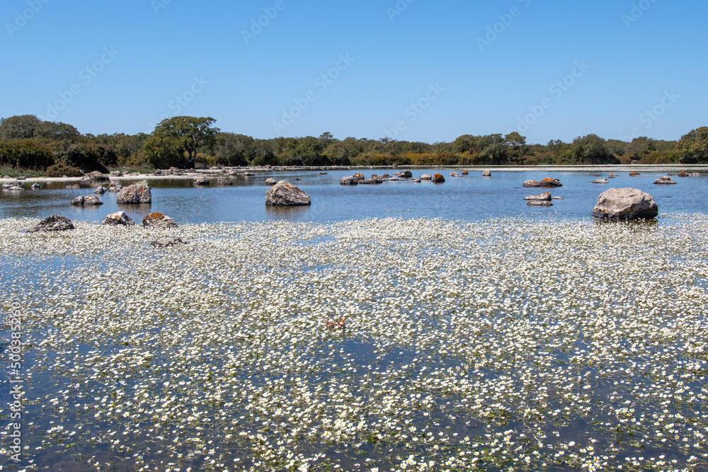 typical small lakes of the Giara called Paulis with spring flowering of the flowers of Ranunculus aquatilis (buttercups). Giara upland, Sardinia, Italy
