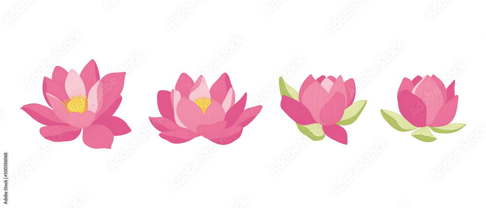 Set of pink lotus blooming flowers illustration.