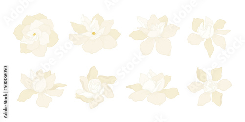Set of white Gardenia blooming flowers illustration.