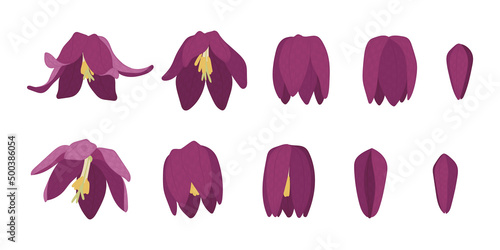 Set of snake's head fritillary blooming flowers illustration.
