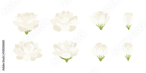 Set of white jasmine blooming flowers illustration.