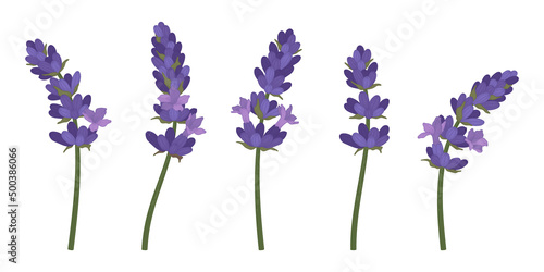Fototapeta Naklejka Na Ścianę i Meble -  Set of purple lavender blooming flowers illustration.