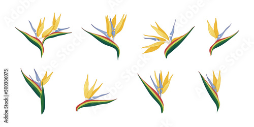 Set of bird of paradise blooming flowers illustration.